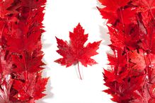 Red, wet maple leaves arranged to make a Canadian flag