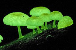Luminous Fungi