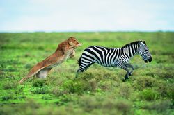 Lion (Panthera leo) hunting a zebra (Burchell's zebra)