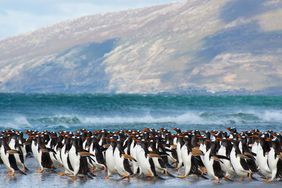 A Guide to Vacationing on the Falkland Islands