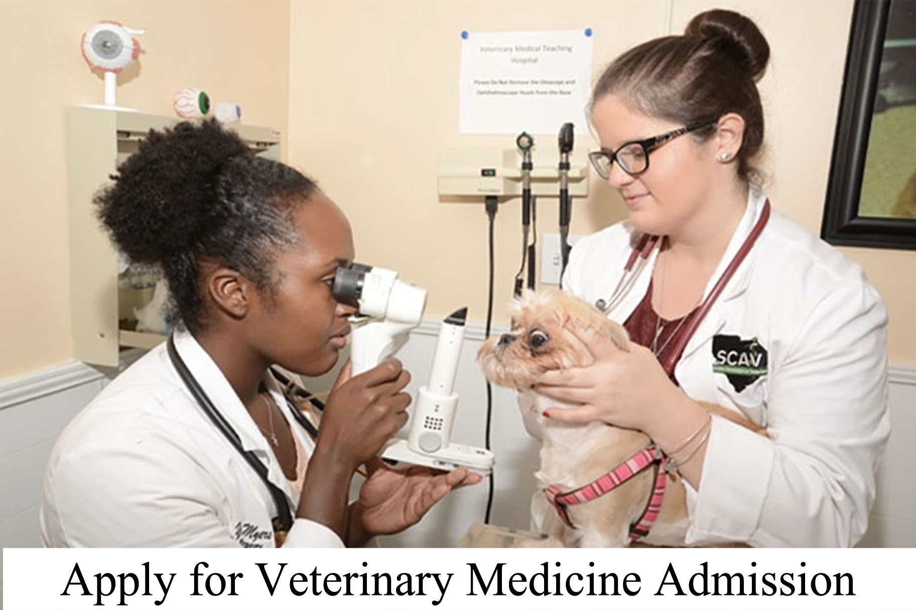 Veterinary students working with small dog