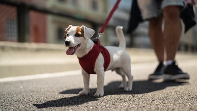 Best cities for a happy and healthy dog in 2024
