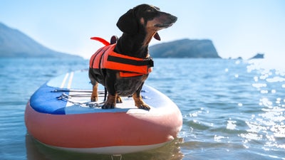 Top dog-friendly vacation destinations