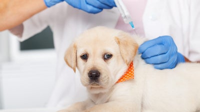 How much do dog vaccinations cost?