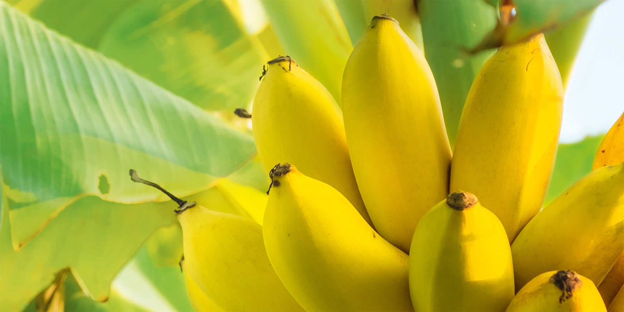Bananen Palme