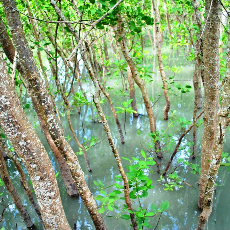 Troncos de árboles con hojas de color verde. Los árboles crecen dentro del agua. 
