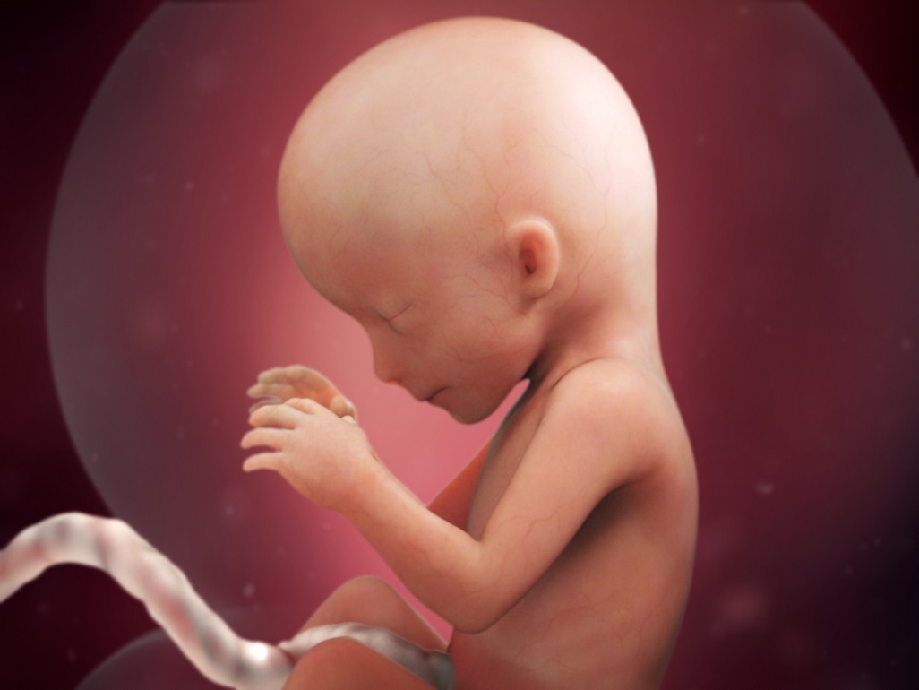 fetal baby in utero