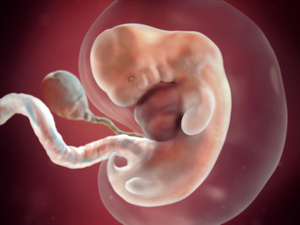 computer-generated image of an embryo at seven weeks, with heart and tailbone