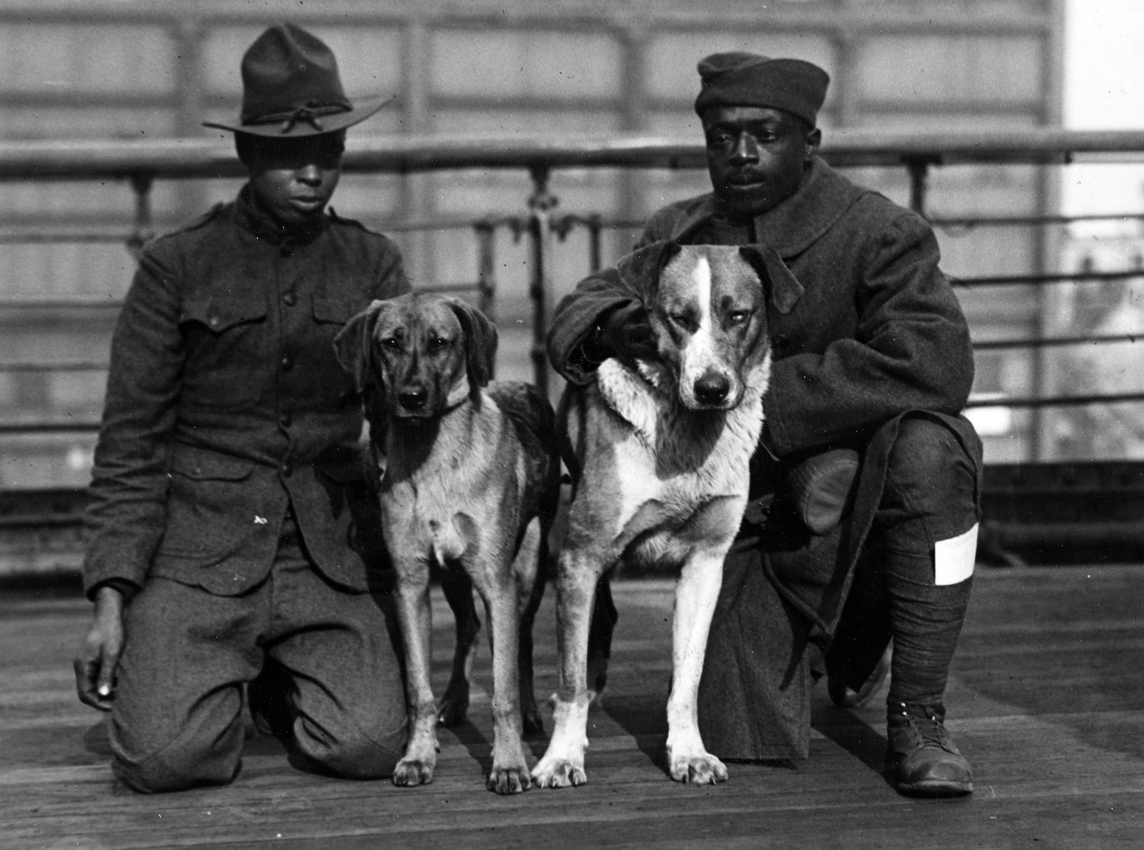 WWI Dogs