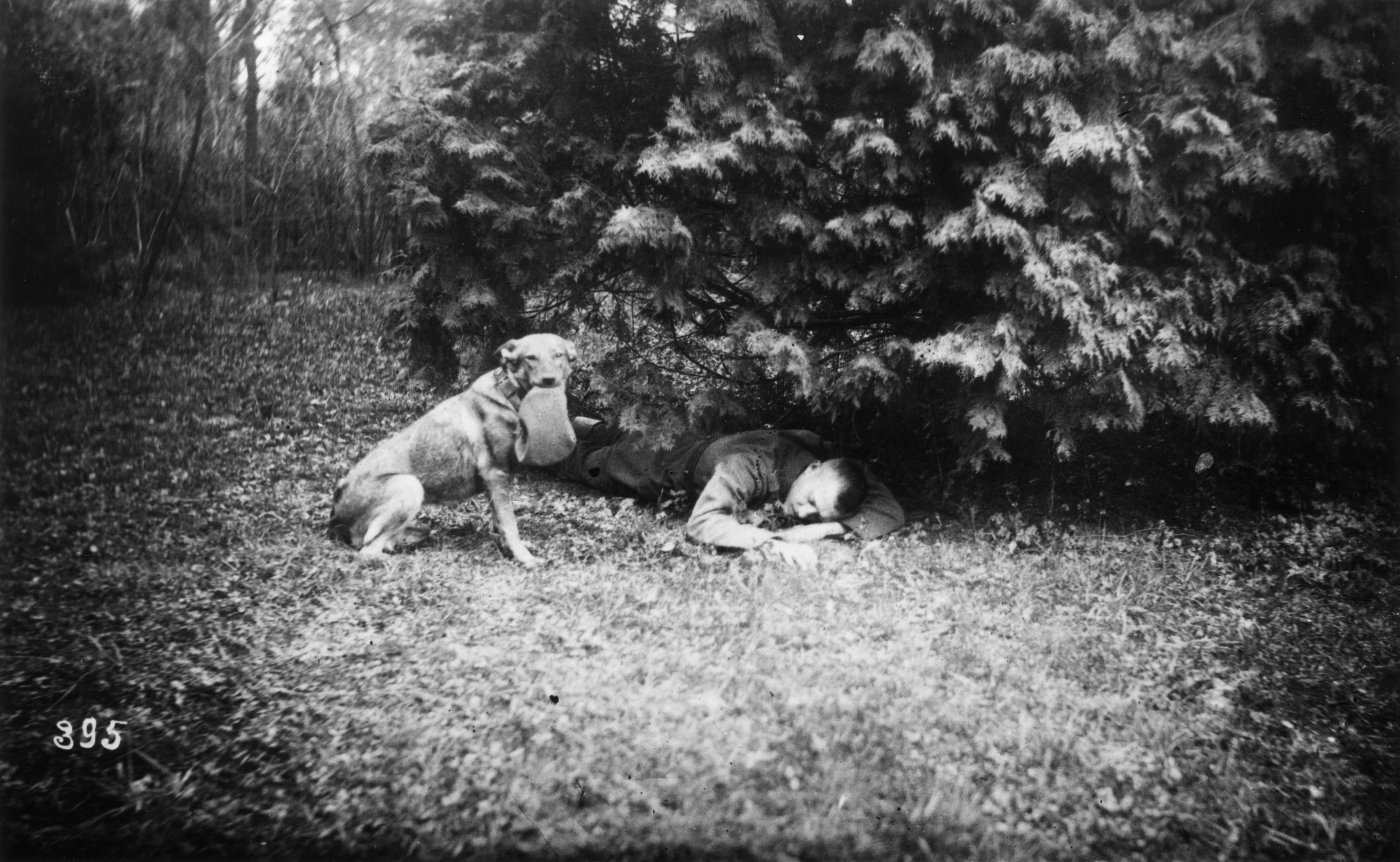 WWI Dogs