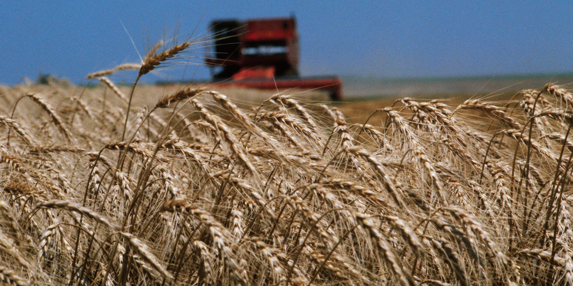 A field of wheat, with tractor in the background, in Pawnee County, Kansas.