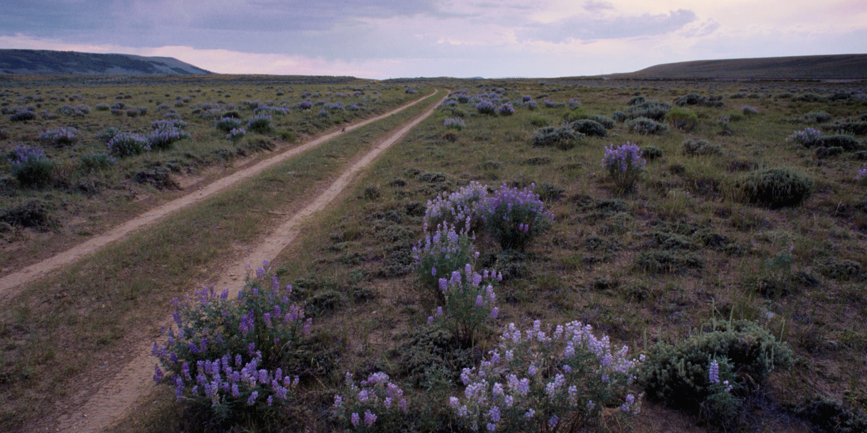 Lupine grows next to wagon wheel ruts made by wagon trains crossing the South Pass on the Oregon Trail. South Pass is the highest point in elevation on the trail.