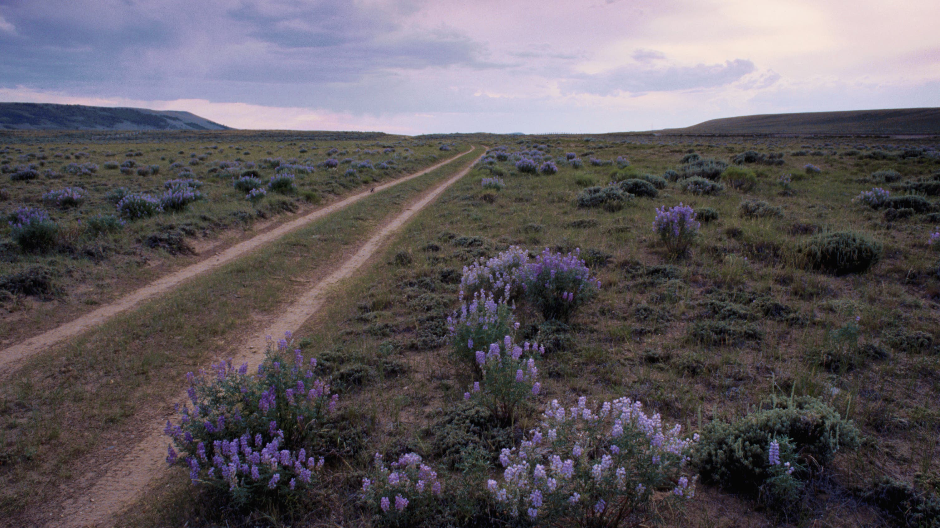 Lupine grows next to wagon wheel ruts made by wagon trains crossing the South Pass on the Oregon Trail. South Pass is the highest point in elevation on the trail.