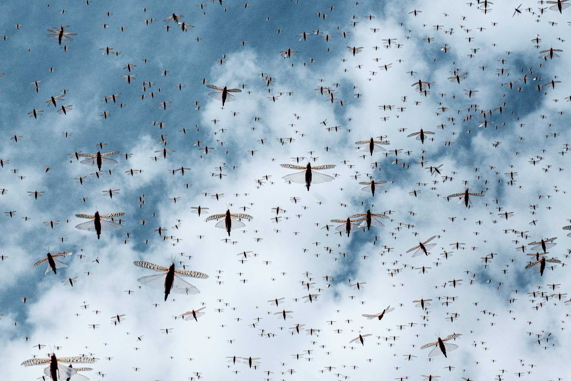 A locust swarm.