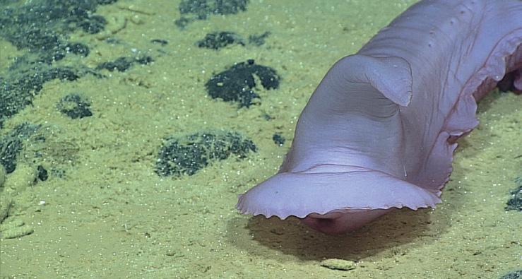Resembling the Hogwarts Sorting Hat in Harry Potter, Psychropotes is a species of sea cucumber found in the deepest oceans. This slithering bottom feeder has a sail-like appendage used for swimming during its larval stage which flops over in adulthood like a witch’s hat.