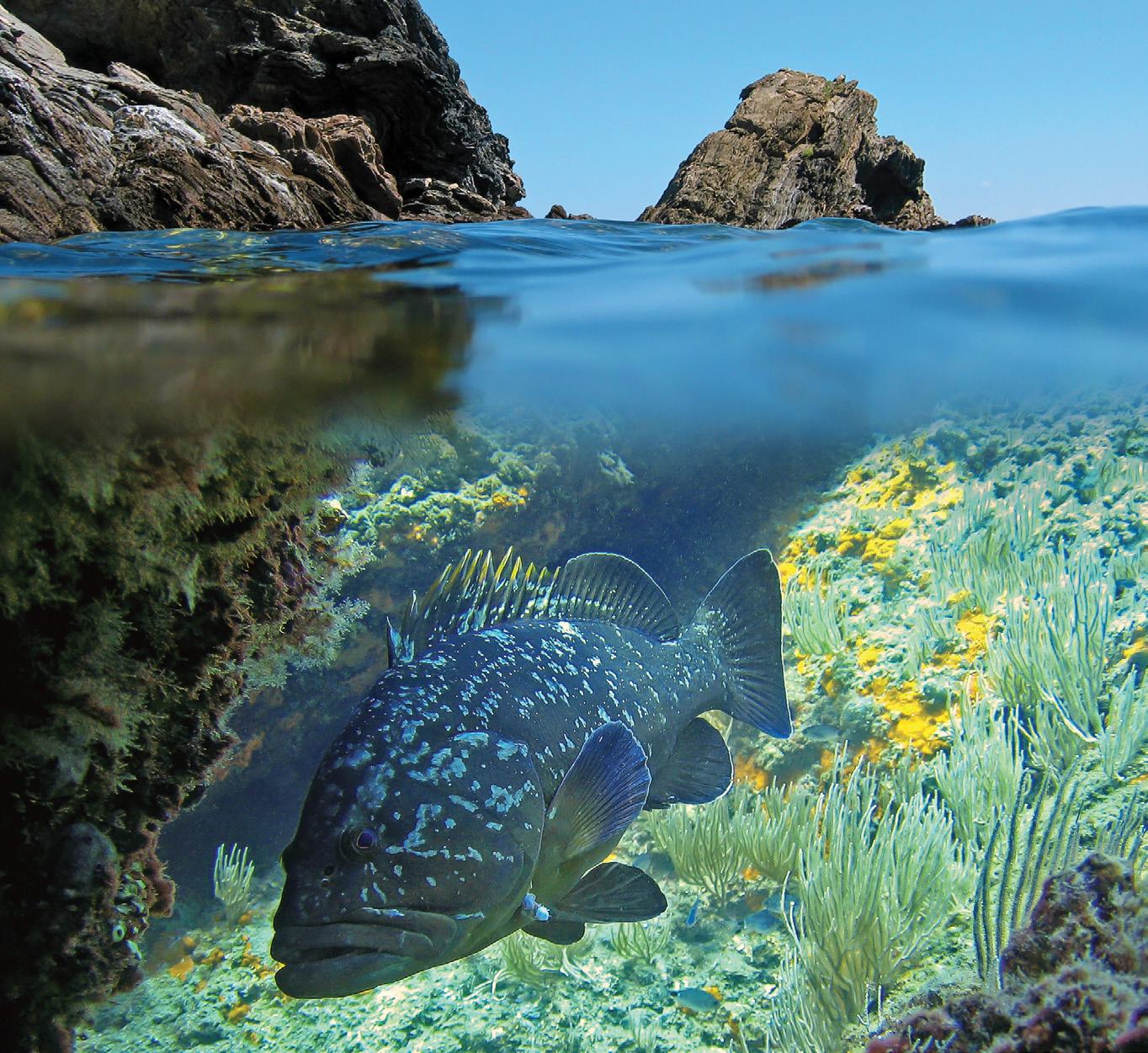 Spain’s Illes Medes, famous for the cave-dwelling giant grouper