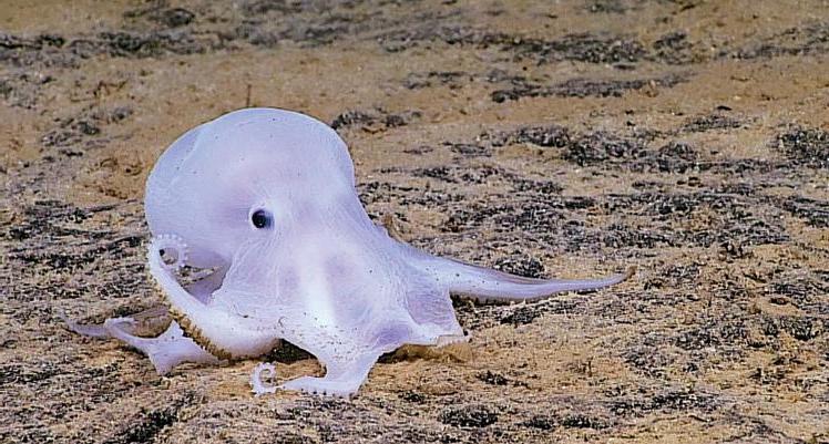 The Casper octopus is a dead ringer for the cute cartoon ghost. Discovered in the Abyssal Zone in 2012, the life cycle of the female will spook you. She wraps her tentacles tenderly around her eggs until they hatch, which can take several years, slowly starving to death. 