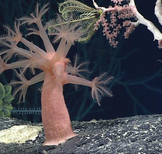 Don’t be deceived by the mushroom coral’s flower-like tentacles. They are mouths covered with poisonous stinging cells and this Twilight Zone dweller can make short work of a jellyfish. 