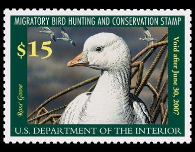 The 73rd Federal Duck Stamp (2006-07) was designed by artist Sherrie Russell Meline.