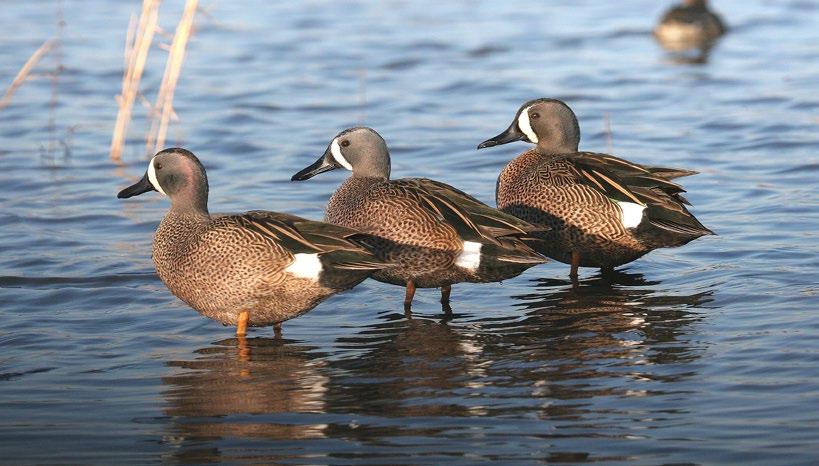 Three blue-winged teals at Duck River Bottoms Photo by Clayton Ferrell, USFWS Refuge Biologist