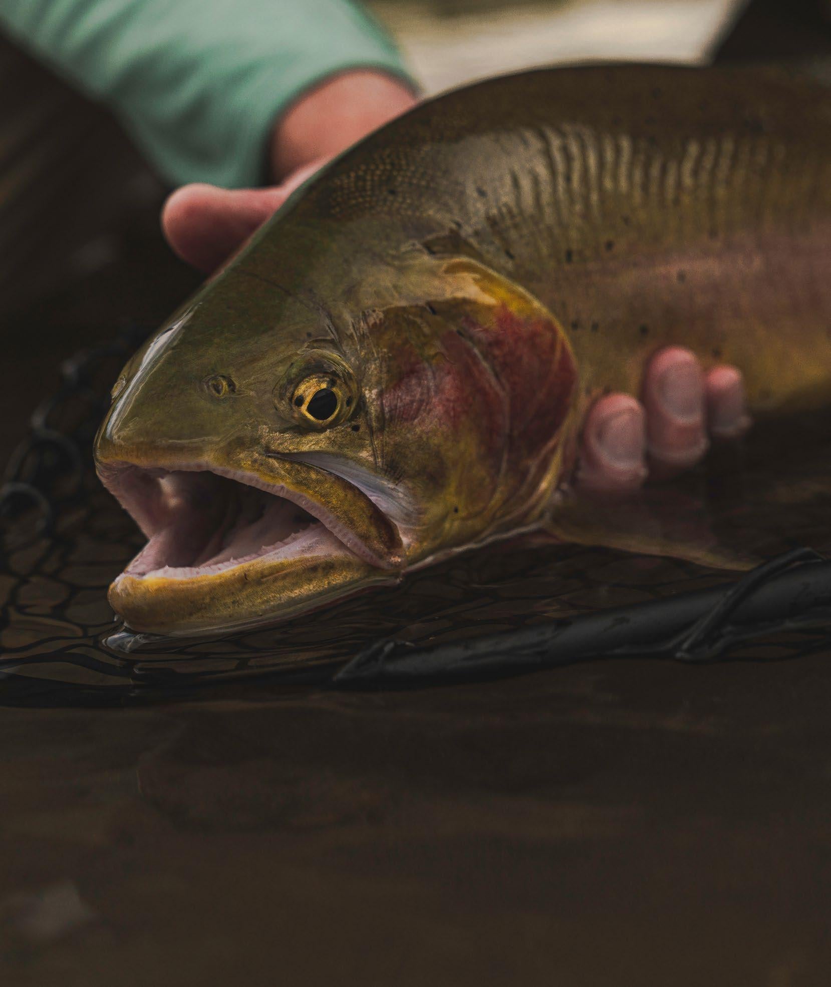 Article from: In the Loop Fly Fishing Magazine - Issue 35