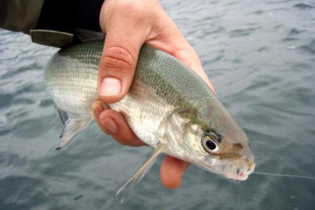 Armenia temporary bans export of whitefish juveniles