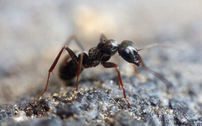How to Get Rid of Ants Using a Least Toxic