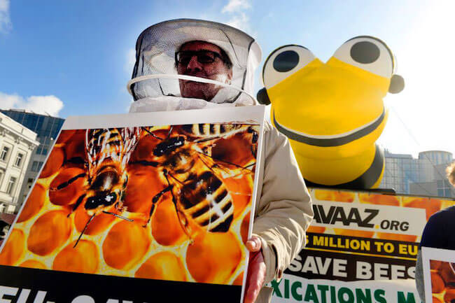 Saving Bees from killer pesticides