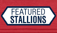 Featured Stallions