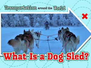 Icon image What Is a Dog Sled? (Level 4 Reader)