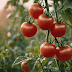 How do you grow Tomatoes Successfully?