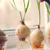How to Grow Onions Using a Hydroponic System