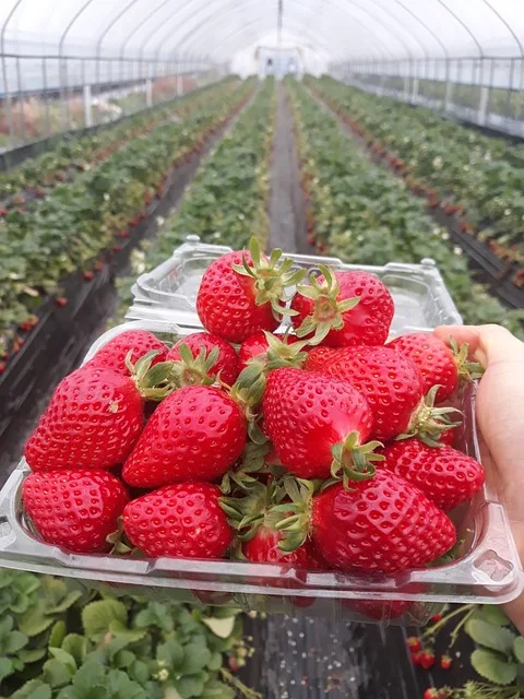 Strawberries green house farming