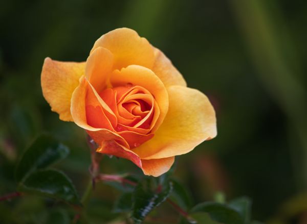 bunga,menanam,daun bunga,mawar,rosa,Hybrid tea rose