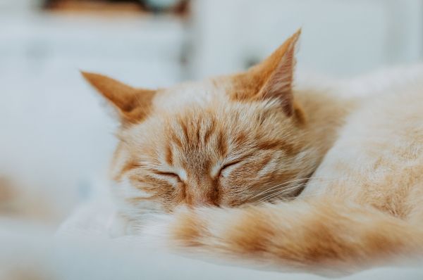 động vật,thú vật,vật nuôi,con mèo,cat sleep,Mèo cam