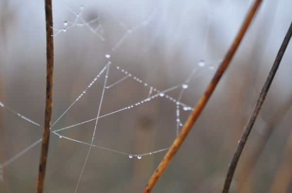 spider,natural material,twig,wood,grass,spider web