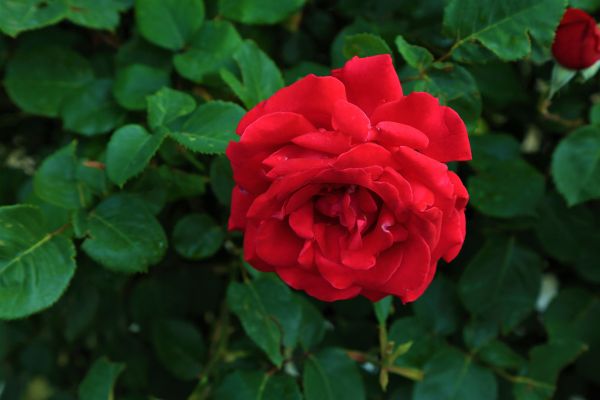 rose,spring,nature,beautiful,love,romantic