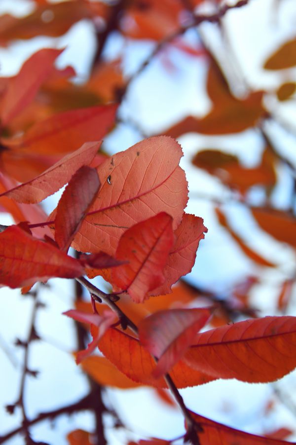 kırmızı,düşmek,sonbahar,arka fon,yapraklar,akçaağaç