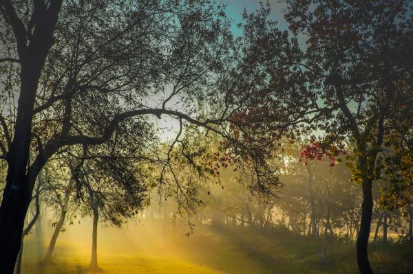 lever du soleil,des arbres,brouillard,canon XC10,la nature,arbre