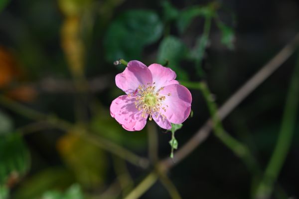 flower, flowering plant, petal, plant, pink, California wild rose