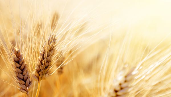 пшеница,зерно,Продовольственное зерно,Трава семьи,зерновой,рожь