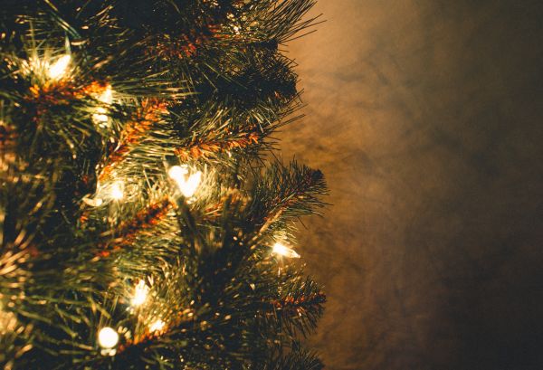 strom,vianočný stromček,neba,jedľa,Vianoce,borovica rodina