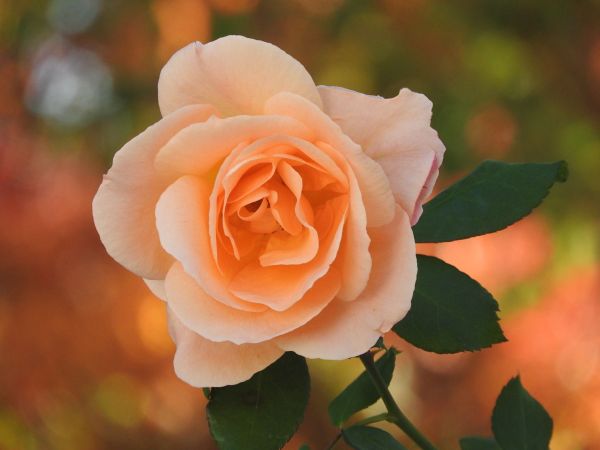 花,花弁,ローズ,開花植物,Julia child rose,庭のバラ