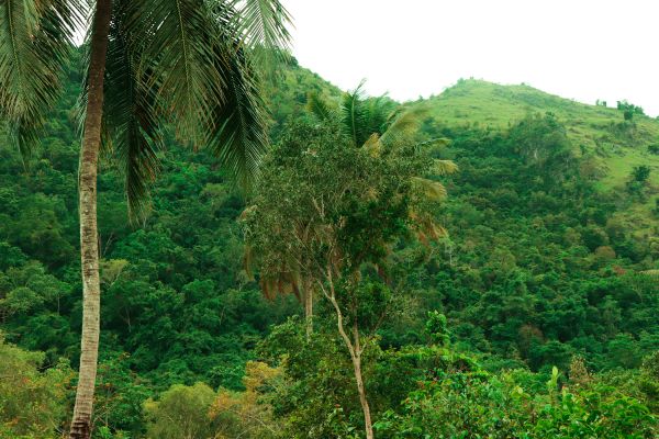 verde,vegetação,árvore,floresta,montanha,Florestas de coníferas tropicais e subtropicais
