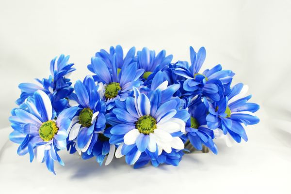 花弁,創造的な芸術,青,花,束,花瓶