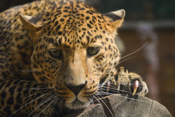 leopardi,nisäkäs,maaeläinperäiset,villieläimet,eläintarha,surullinen