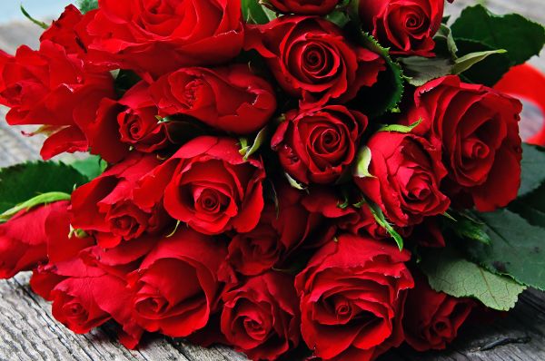 red, roses, day, rose, bouquet, card