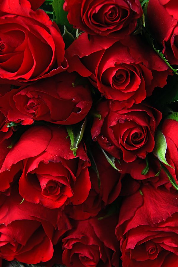 red, roses, day, valentines, bouquet, valentine