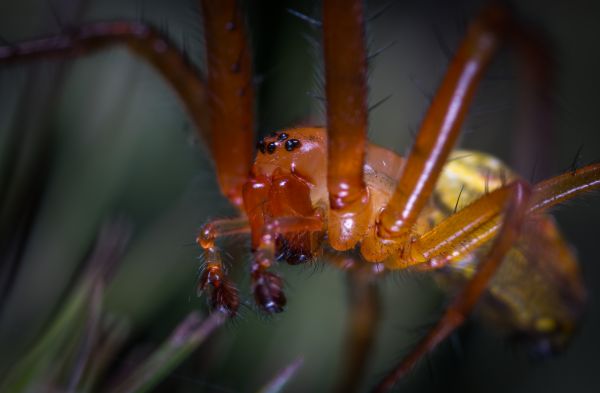 macro,păianjen,Arachnidelor,insectă,portret,macro fotografie