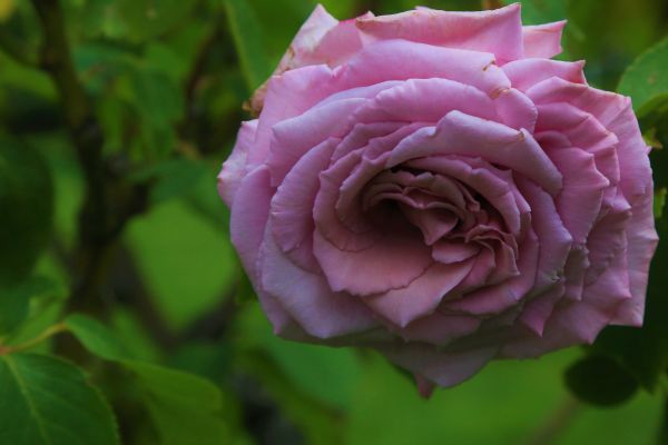 Rose, Natur, Frühling, schön, Liebe, romantisch